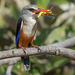 South Luangwa - Grey-headed kingfisher with grashopper